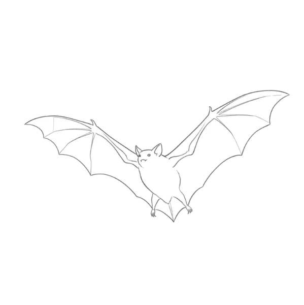 Bat Outline Drawing