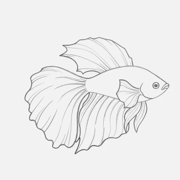 Betta Fish Drawing