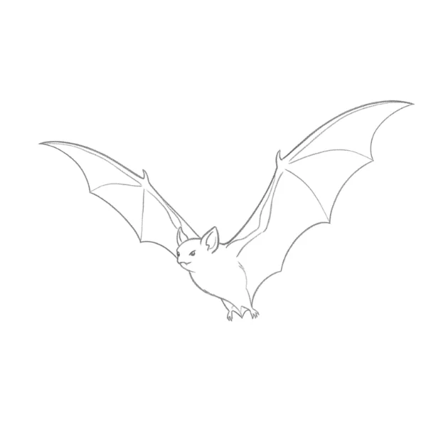 Flying Bat Drawing