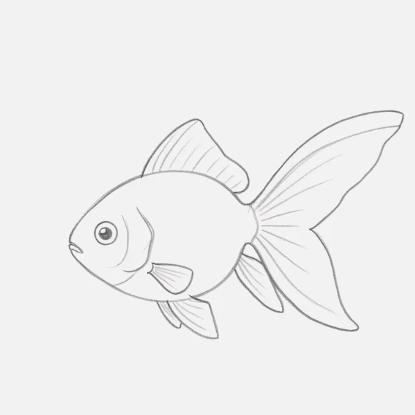 Gold Fish Drawing