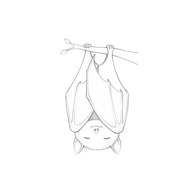 Hanging Bat Drawing