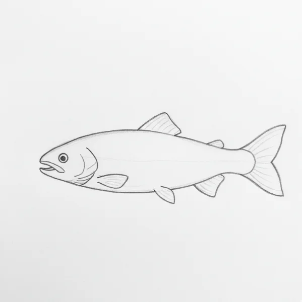 Salmon Fish Drawing
