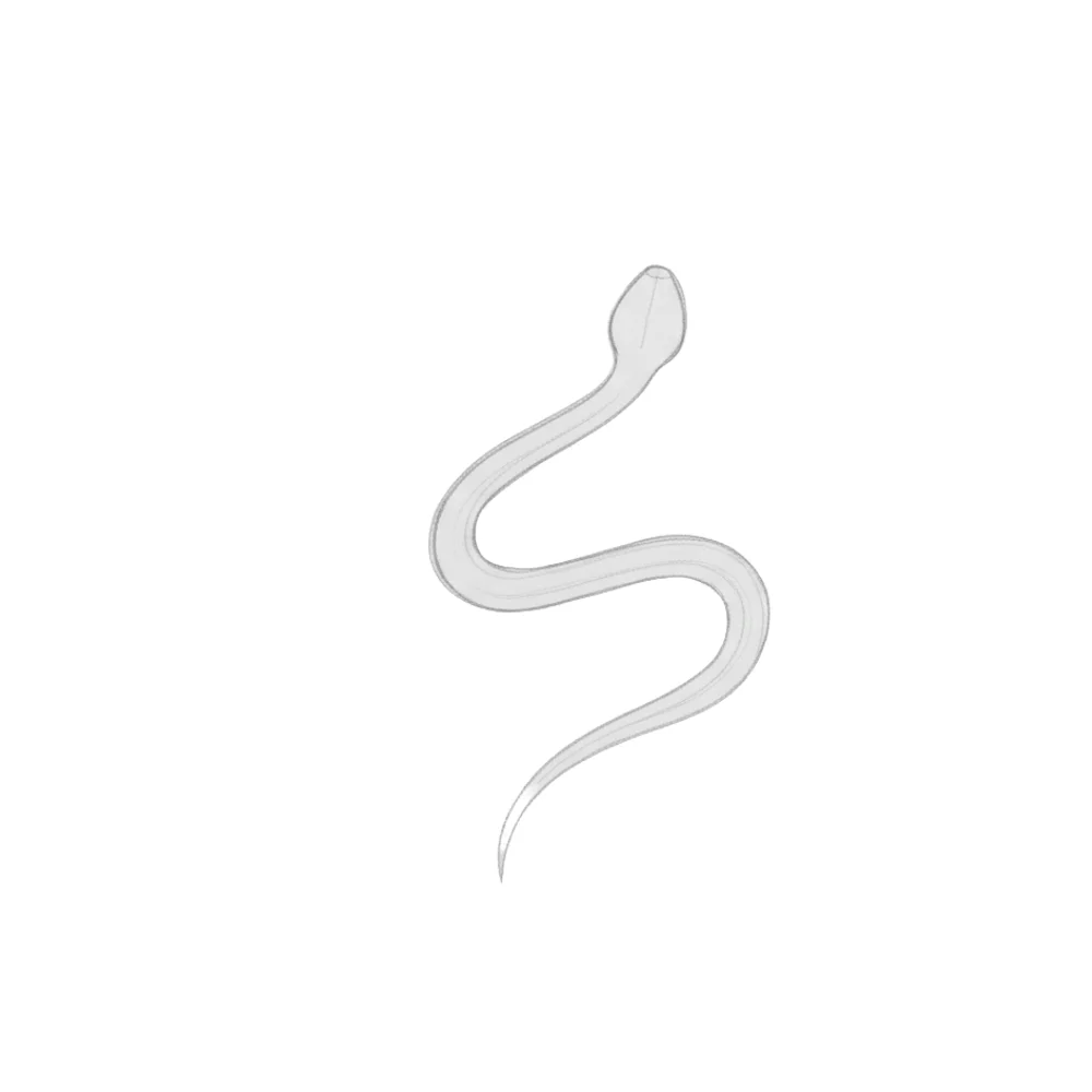 Shape the Head and Tail