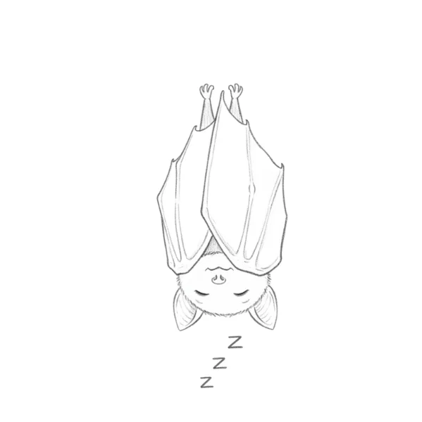 Sleeping bat drawing