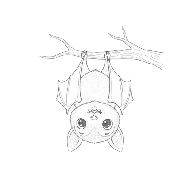 Vampire Bat Drawing