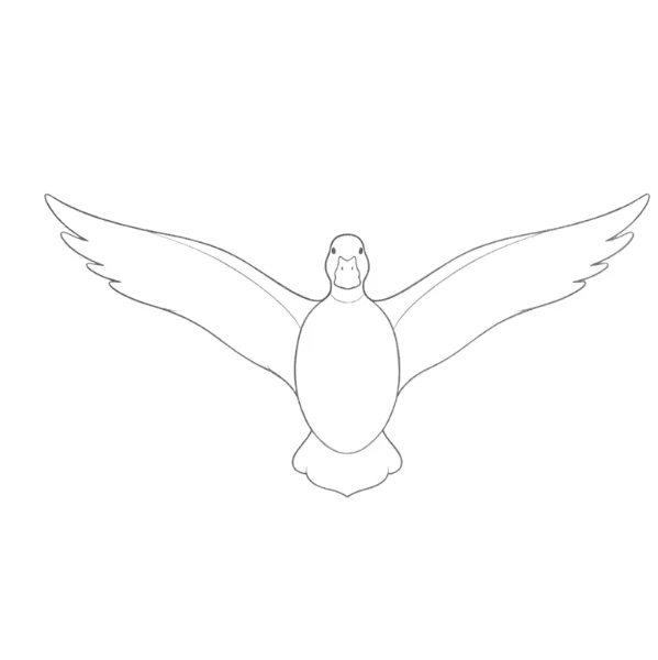 Flying Duck Drawing