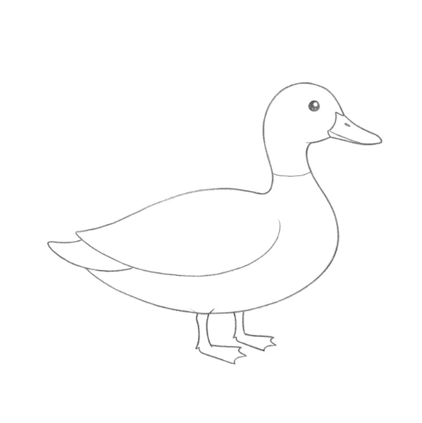 Mallard Duck Drawing