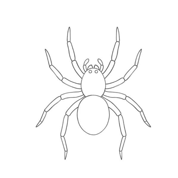 Realistic Spider Drawing