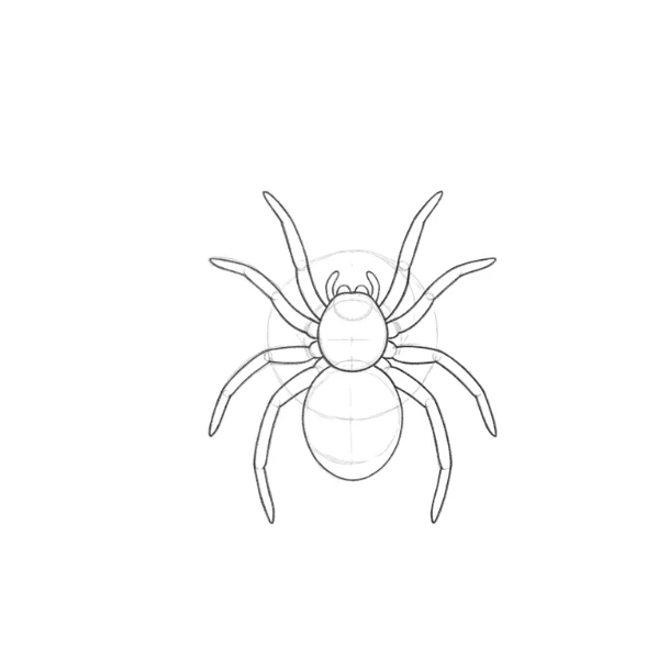 Spider Sketch Drawing