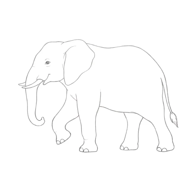 Walking Elephant Drawing